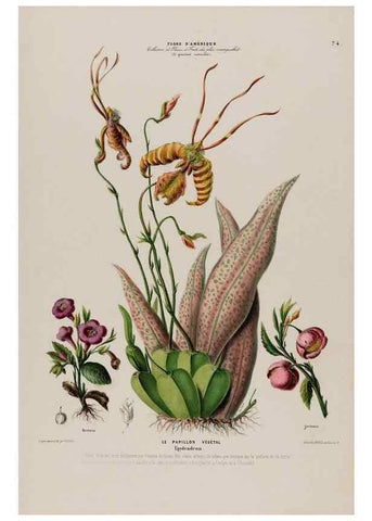 Reproducción/Reproduction 33855044494: Flore d'Amérique,. Paris,Gihaut[1843-1846]