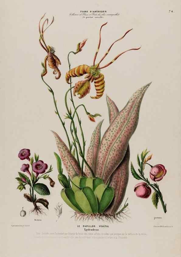 Reproducción/Reproduction 33855044494: Flore d'Amérique,. Paris,Gihaut[1843-1846]