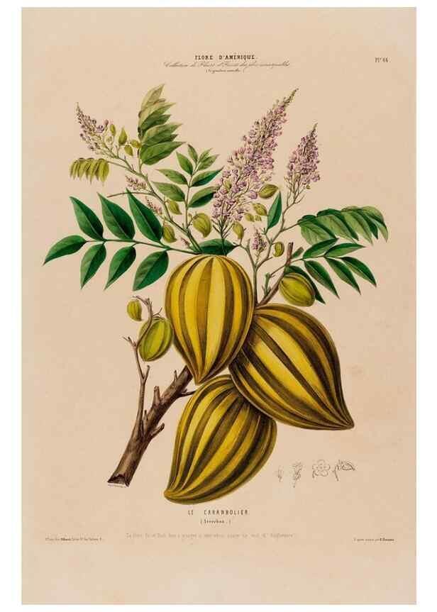 Reproducción/Reproduction 34535724362: Flore d'Amérique,. Paris,Gihaut[1843-1846]