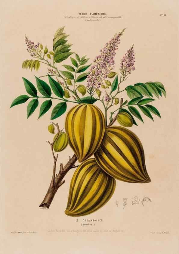 Reproducción/Reproduction 34535724362: Flore d'Amérique,. Paris,Gihaut[1843-1846]