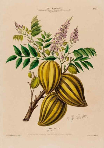 Reproducción/Reproduction 34535724362: Flore d'Amérique,. Paris,Gihaut[1843-1846]