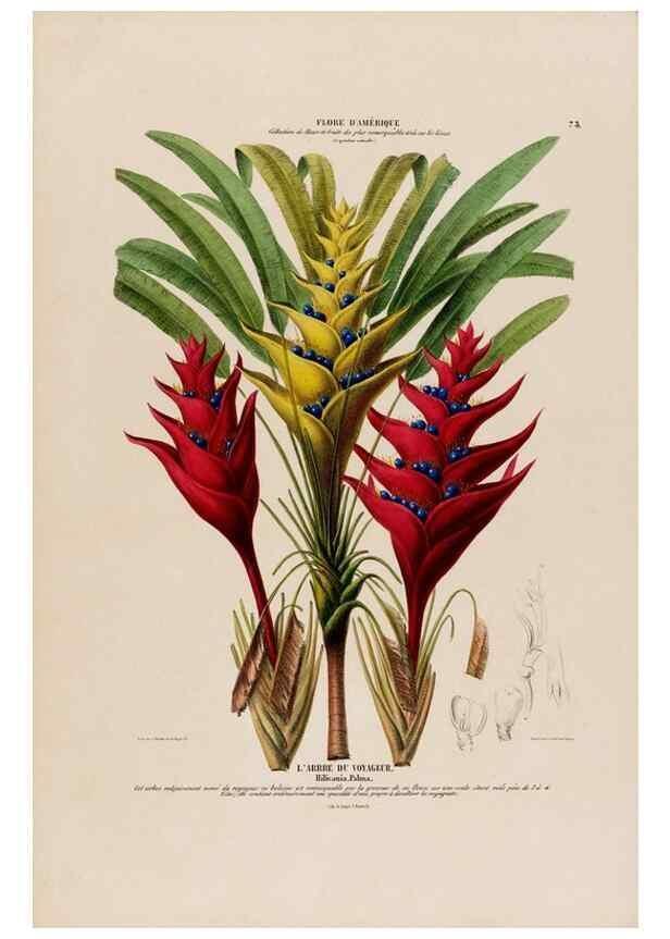 Reproducción/Reproduction 33855049964: Flore d'Amérique,. Paris,Gihaut[1843-1846]