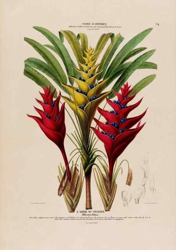 Reproducción/Reproduction 33855049964: Flore d'Amérique,. Paris,Gihaut[1843-1846]