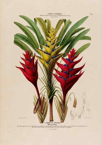 Reproducción/Reproduction 33855049964: Flore d'Amérique,. Paris,Gihaut[1843-1846]