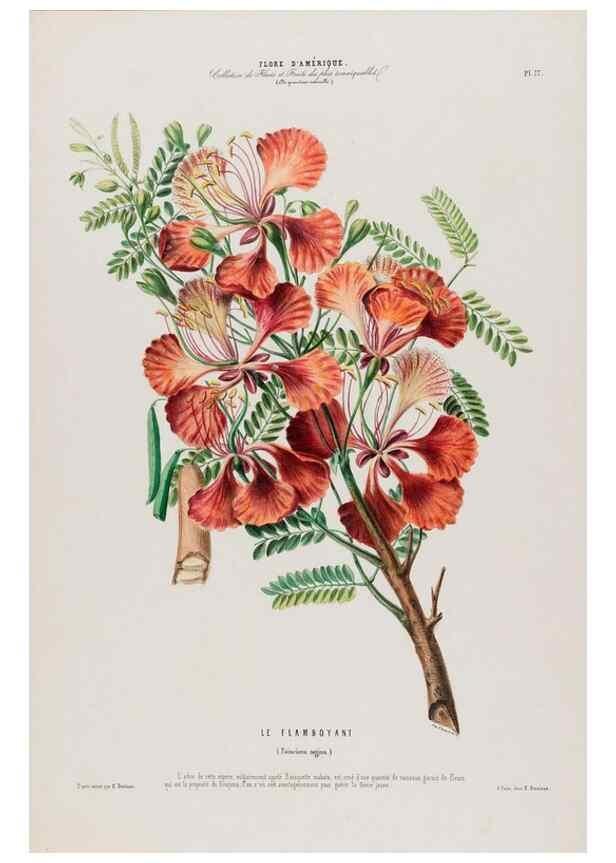 Reproducción/Reproduction 34312923240: Flore d'Amérique,. Paris,Gihaut[1843-1846]