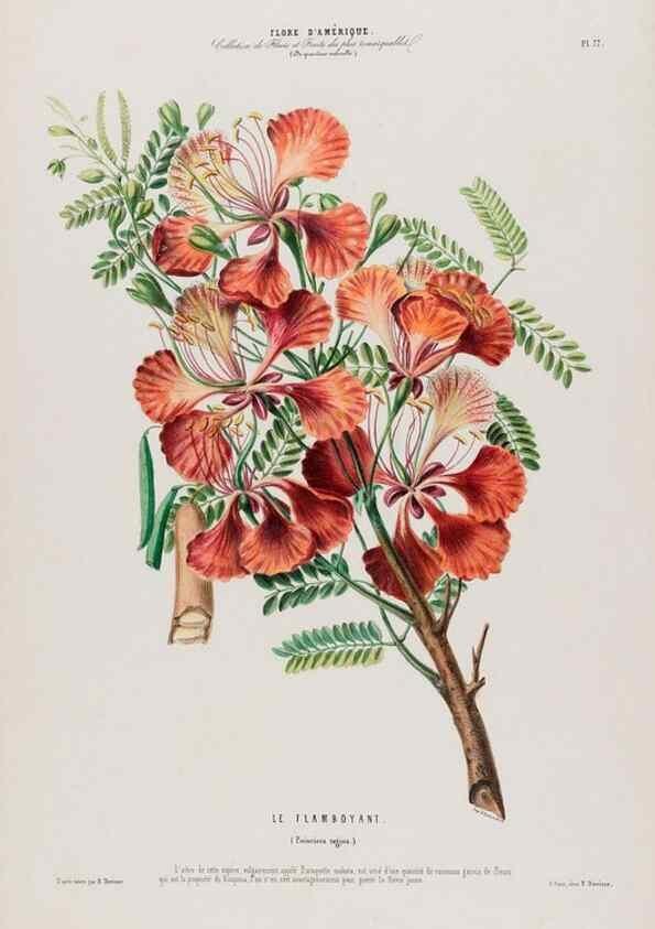 Reproducción/Reproduction 34312923240: Flore d'Amérique,. Paris,Gihaut[1843-1846]
