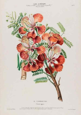 Reproducción/Reproduction 34312923240: Flore d'Amérique,. Paris,Gihaut[1843-1846]