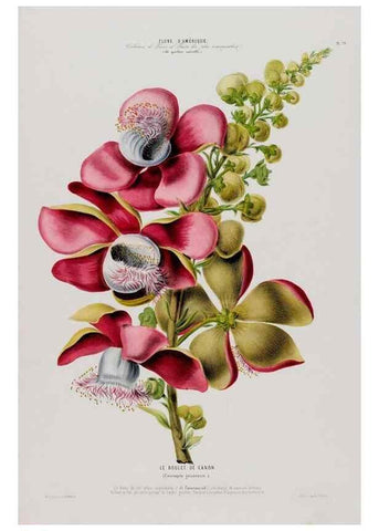 Reproducción/Reproduction 34312928130: Flore d'Amérique,. Paris,Gihaut[1843-1846]