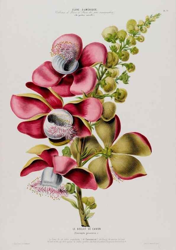 Reproducción/Reproduction 34312928130: Flore d'Amérique,. Paris,Gihaut[1843-1846]