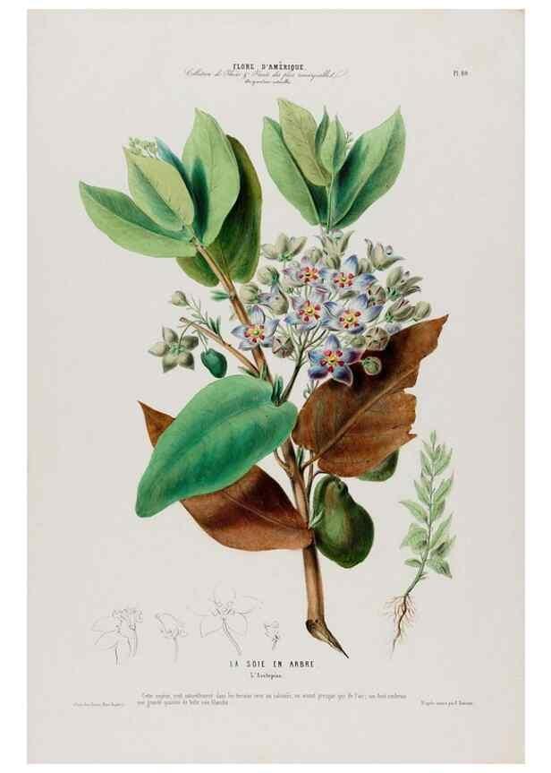 Reproducción/Reproduction 34566887541: Flore d'Amérique,. Paris,Gihaut[1843-1846]