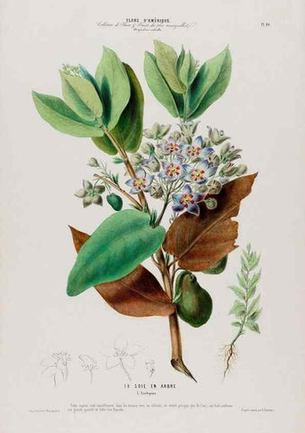 Reproducción/Reproduction 34566887541: Flore d'Amérique,. Paris,Gihaut[1843-1846]
