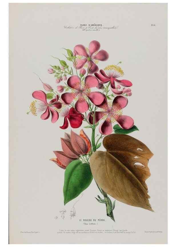 Reproducción/Reproduction 34566890211: Flore d'Amérique,. Paris,Gihaut[1843-1846]