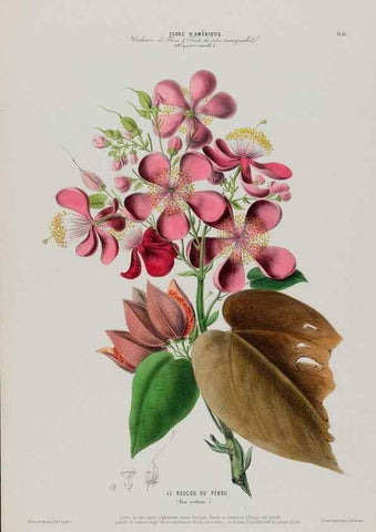 Reproducción/Reproduction 34566890211: Flore d'Amérique,. Paris,Gihaut[1843-1846]