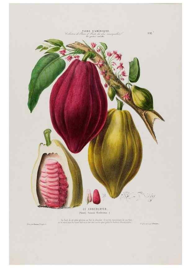 Reproducción/Reproduction 34566893171: Flore d'Amérique,. Paris,Gihaut[1843-1846]
