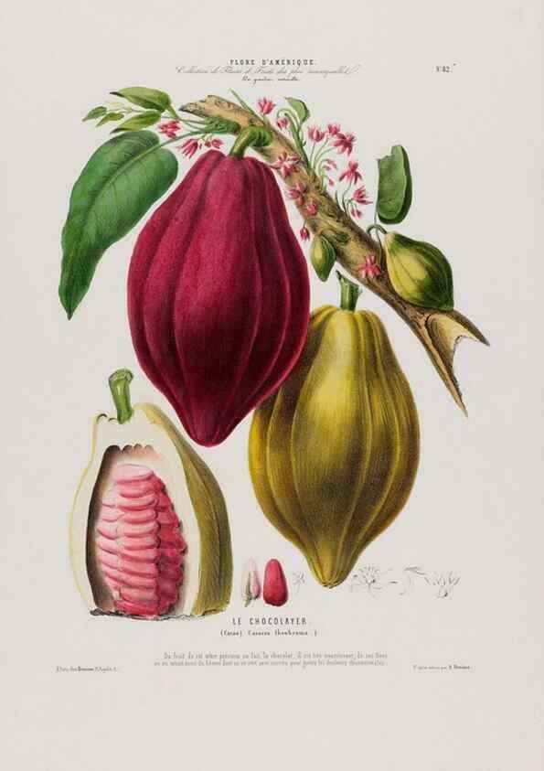 Reproducción/Reproduction 34566893171: Flore d'Amérique,. Paris,Gihaut[1843-1846]