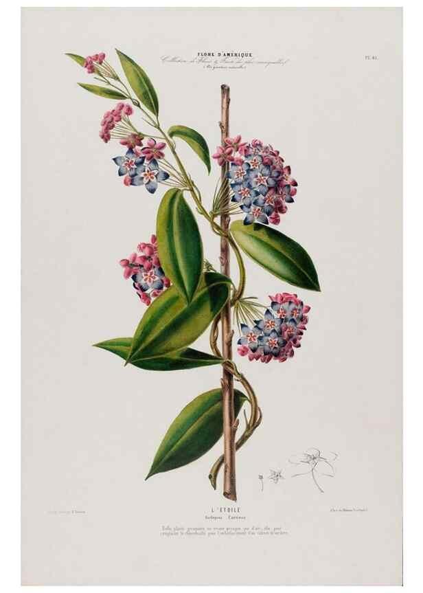 Reproducción/Reproduction 34566897081: Flore d'Amérique,. Paris,Gihaut[1843-1846]