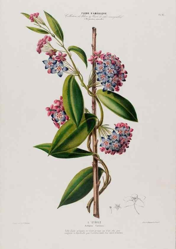 Reproducción/Reproduction 34566897081: Flore d'Amérique,. Paris,Gihaut[1843-1846]