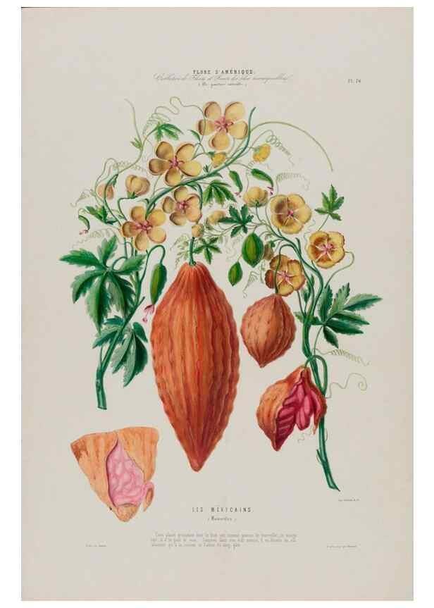 Reproducción/Reproduction 33855053814: Flore d'Amérique,. Paris,Gihaut[1843-1846]