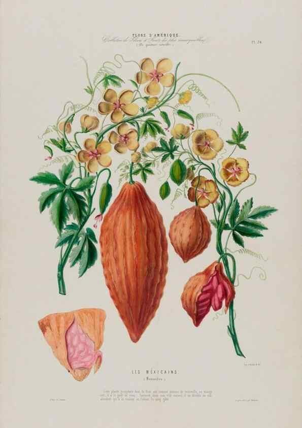 Reproducción/Reproduction 33855053814: Flore d'Amérique,. Paris,Gihaut[1843-1846]