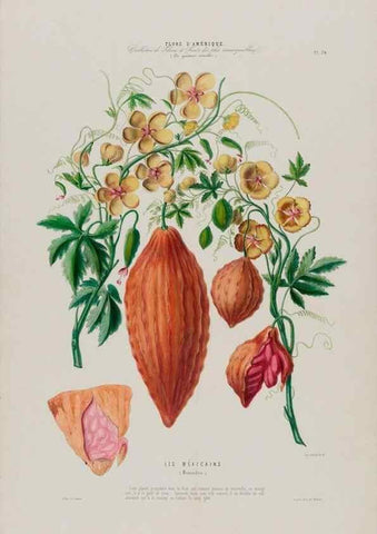 Reproducción/Reproduction 33855053814: Flore d'Amérique,. Paris,Gihaut[1843-1846]