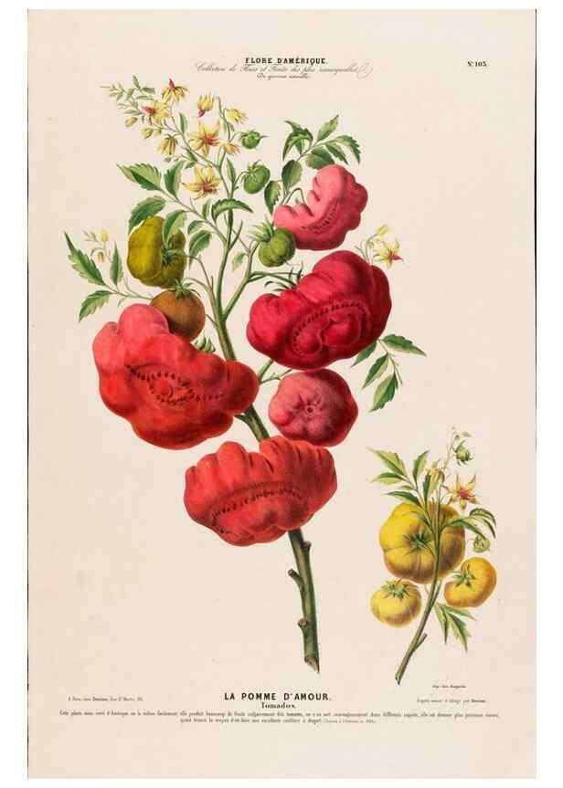 Reproducción/Reproduction 33855144404: Flore d'Amérique,. Paris,Gihaut[1843-1846]
