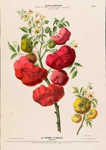 Reproducción/Reproduction 33855144404: Flore d'Amérique,. Paris,Gihaut[1843-1846]