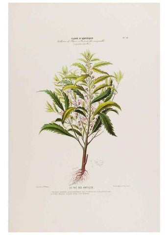 Reproducción/Reproduction 34656887666: Flore d'Amérique,. Paris,Gihaut[1843-1846]