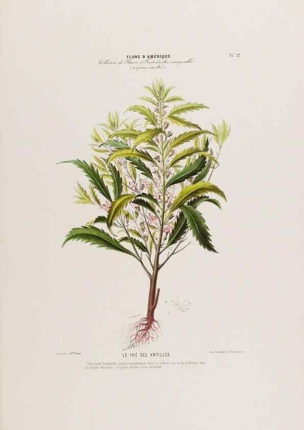 Reproducción/Reproduction 34656887666: Flore d'Amérique,. Paris,Gihaut[1843-1846]