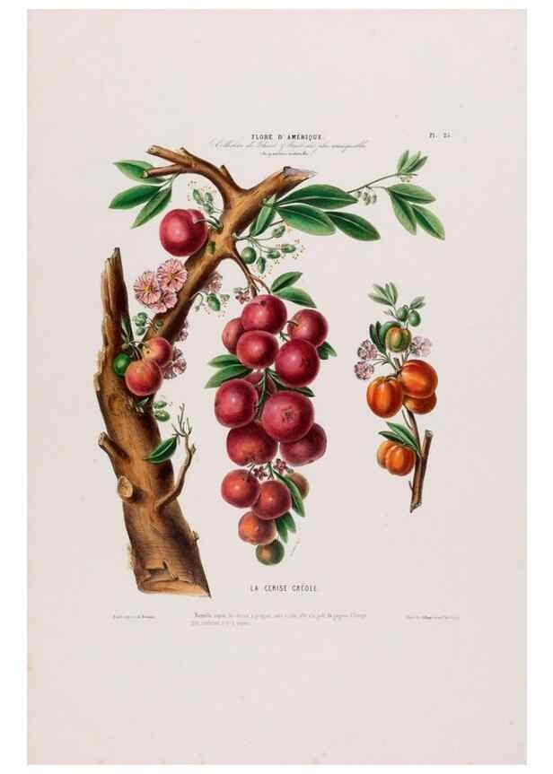 Reproducción/Reproduction 34656875646: Flore d'Amérique,. Paris,Gihaut[1843-1846]