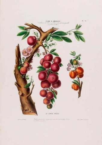 Reproducción/Reproduction 34656875646: Flore d'Amérique,. Paris,Gihaut[1843-1846]