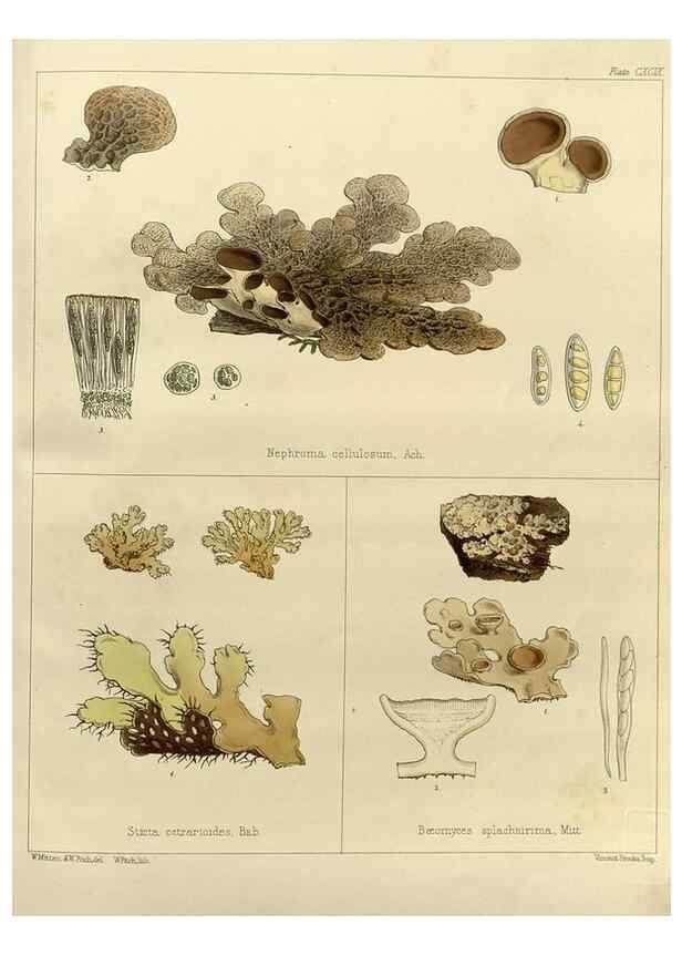 Reproducción/Reproduction 33113665285: The botany of the Antarctic voyage of H.M. discovery ships Erebus and Terror in the Years 1839-1843. London :Reeve Brothers,1844-1860.