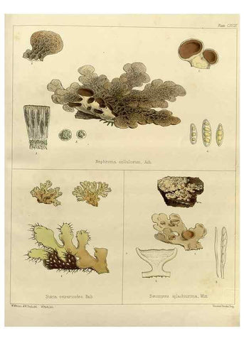 Reproducción/Reproduction 33113665285: The botany of the Antarctic voyage of H.M. discovery ships Erebus and Terror in the Years 1839-1843. London :Reeve Brothers,1844-1860.
