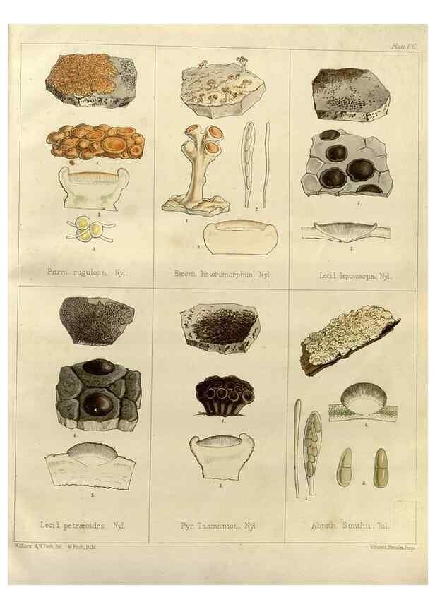 Reproducción/Reproduction 32731275500: The botany of the Antarctic voyage of H.M. discovery ships Erebus and Terror in the Years 1839-1843. London :Reeve Brothers,1844-1860.