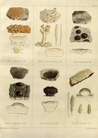 Reproducción/Reproduction 32731275500: The botany of the Antarctic voyage of H.M. discovery ships Erebus and Terror in the Years 1839-1843. London :Reeve Brothers,1844-1860.