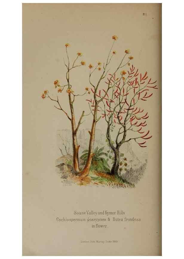 Reproducción/Reproduction 33042243722: Himalayan journals;. London,J. Murray,1854.