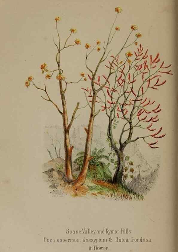Reproducción/Reproduction 33042243722: Himalayan journals;. London,J. Murray,1854.