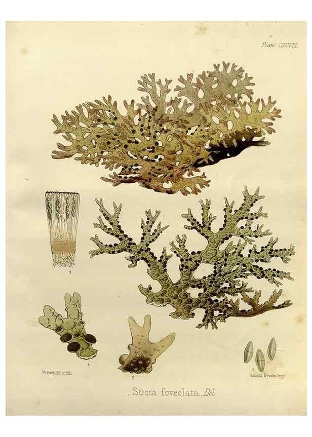 Reproducción/Reproduction 32731271260: The botany of the Antarctic voyage of H.M. discovery ships Erebus and Terror in the Years 1839-1843. London :Reeve Brothers,1844-1860.