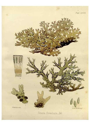 Reproducción/Reproduction 32731271260: The botany of the Antarctic voyage of H.M. discovery ships Erebus and Terror in the Years 1839-1843. London :Reeve Brothers,1844-1860.