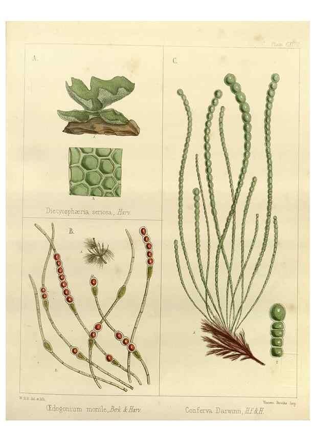 Reproducción/Reproduction 32731266360: The botany of the Antarctic voyage of H.M. discovery ships Erebus and Terror in the Years 1839-1843. London :Reeve Brothers,1844-1860.