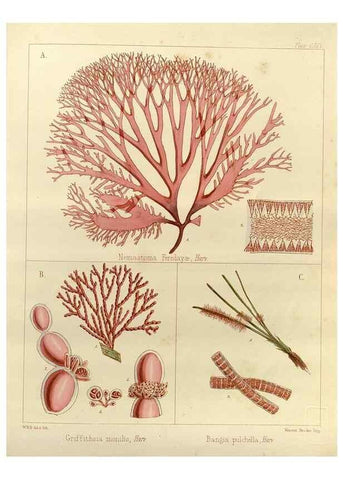 Reproducción/Reproduction 33072114276: The botany of the Antarctic voyage of H.M. discovery ships Erebus and Terror in the Years 1839-1843. London :Reeve Brothers,1844-1860.