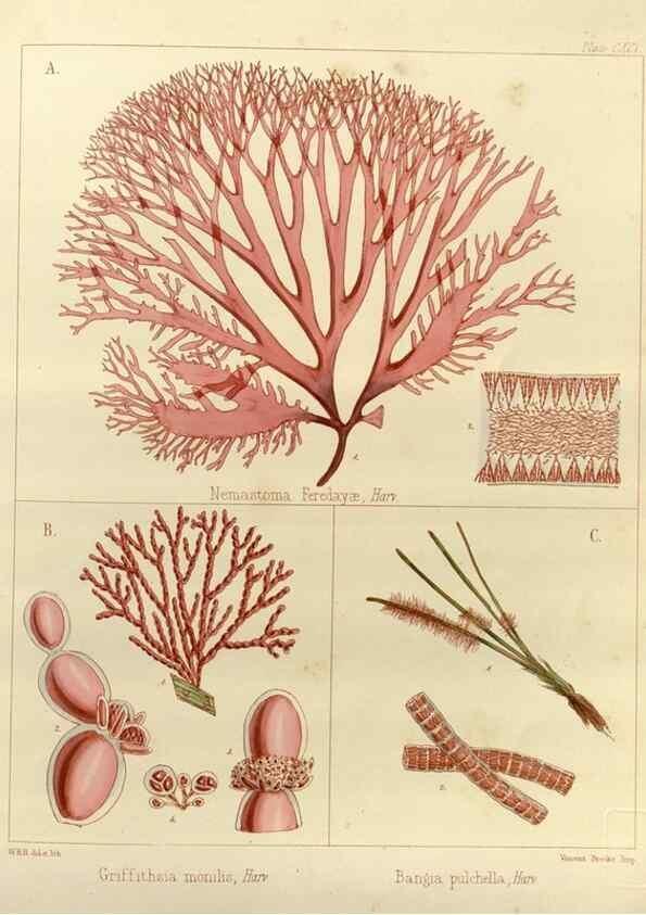 Reproducción/Reproduction 33072114276: The botany of the Antarctic voyage of H.M. discovery ships Erebus and Terror in the Years 1839-1843. London :Reeve Brothers,1844-1860.
