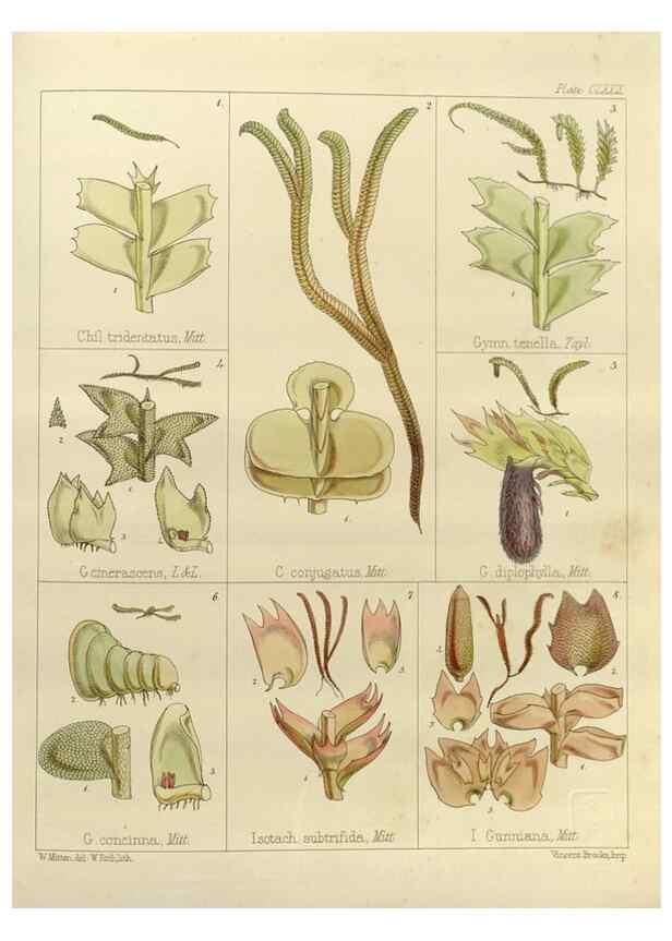 Reproducción/Reproduction 33072085246: The botany of the Antarctic voyage of H.M. discovery ships Erebus and Terror in the Years 1839-1843. London :Reeve Brothers,1844-1860.