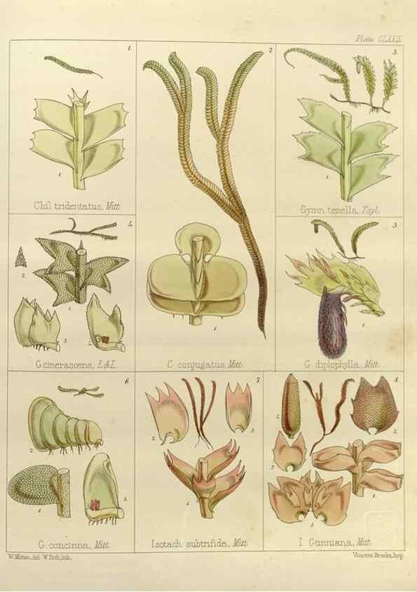 Reproducción/Reproduction 33072085246: The botany of the Antarctic voyage of H.M. discovery ships Erebus and Terror in the Years 1839-1843. London :Reeve Brothers,1844-1860.