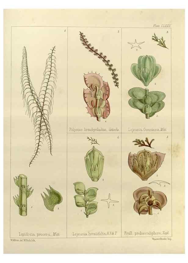 Reproducción/Reproduction 33072086516: The botany of the Antarctic voyage of H.M. discovery ships Erebus and Terror in the Years 1839-1843. London :Reeve Brothers,1844-1860.