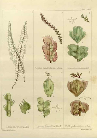 Reproducción/Reproduction 33072086516: The botany of the Antarctic voyage of H.M. discovery ships Erebus and Terror in the Years 1839-1843. London :Reeve Brothers,1844-1860.
