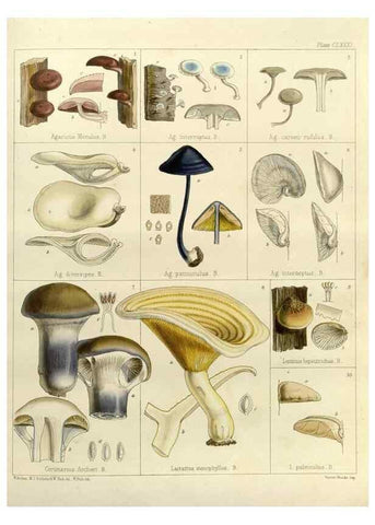 Reproducción/Reproduction 32986906171: The botany of the Antarctic voyage of H.M. discovery ships Erebus and Terror in the Years 1839-1843. London :Reeve Brothers,1844-1860.