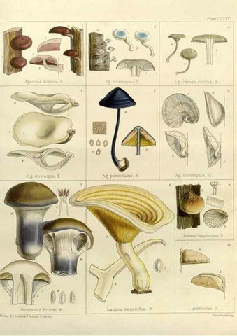 Reproducción/Reproduction 32986906171: The botany of the Antarctic voyage of H.M. discovery ships Erebus and Terror in the Years 1839-1843. London :Reeve Brothers,1844-1860.