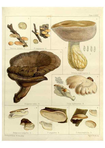 Reproducción/Reproduction 32986907911: The botany of the Antarctic voyage of H.M. discovery ships Erebus and Terror in the Years 1839-1843. London :Reeve Brothers,1844-1860.