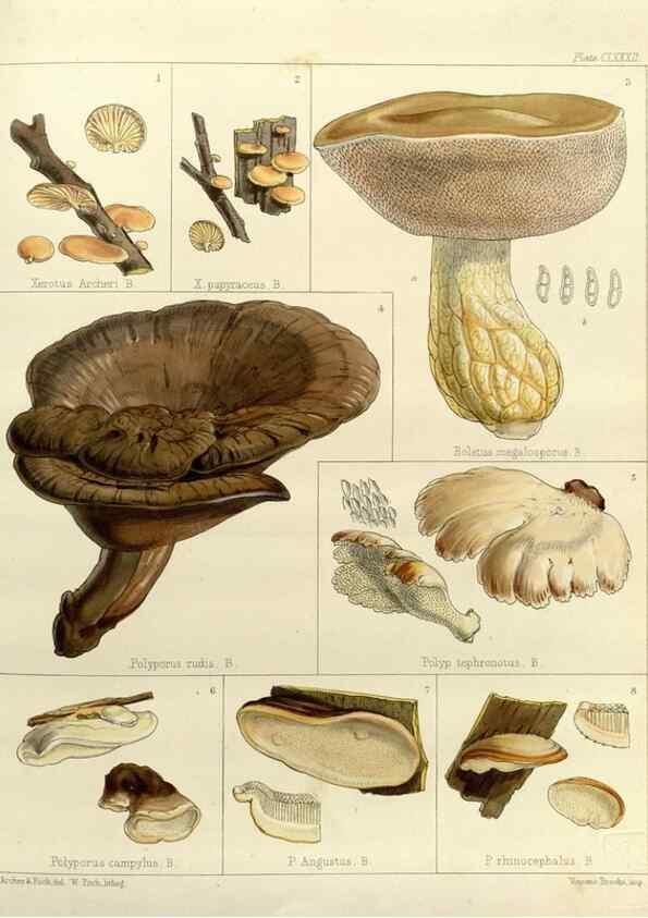 Reproducción/Reproduction 32986907911: The botany of the Antarctic voyage of H.M. discovery ships Erebus and Terror in the Years 1839-1843. London :Reeve Brothers,1844-1860.