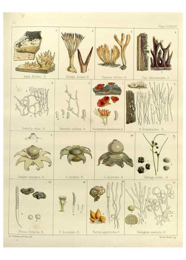 Reproducción/Reproduction 32986910041: The botany of the Antarctic voyage of H.M. discovery ships Erebus and Terror in the Years 1839-1843. London :Reeve Brothers,1844-1860.